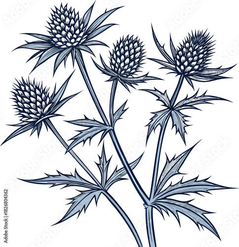 Illustration of Sea Holly flowers with spiky leaves