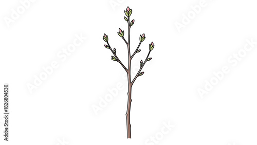 Detailed Illustration of a Budding Tree Branch in Early Spring.