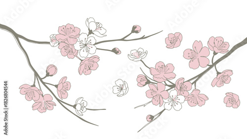 Delicate Cherry Blossom Branches with Pink and White Flowers.