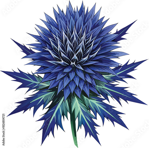 Illustration of Sea Holly flowers with spiky leaves