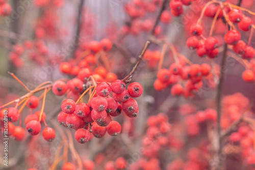 A close-up image of hawthorn berries on a branch