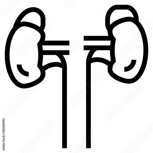 Human Kidney Organ System