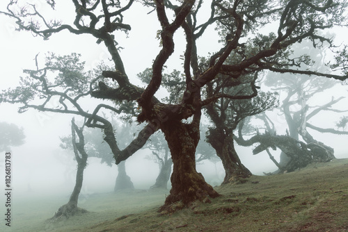 Film style image of foggy Fanal forest in Madeira, ancient mossy laurel trees with twisted branches stand in soft mist evoking dreamy cinematic atmosphere