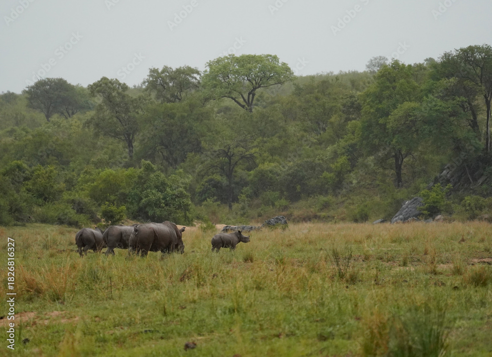 Fototapeta premium Herd of rhinos in Kruger National Park 
