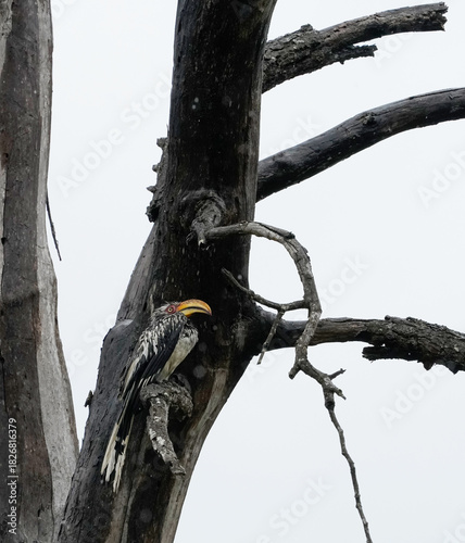 Southern yellow-billed hornbill on a branch, Kruger National Park 