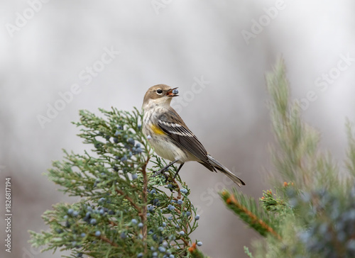 yellow rumped warbler eating a cedar berry