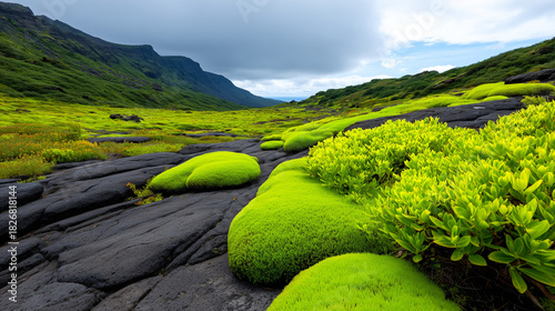 Green Moss Fields Meeting B...