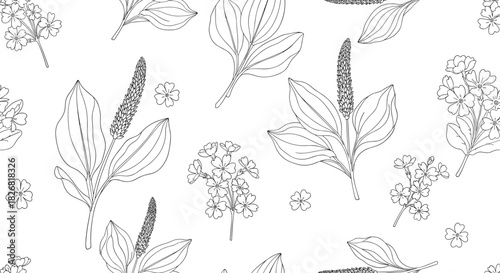 Seamless pattern featuring delicate line drawings of plantain plants and small flowers.