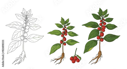 Illustration of a flowering plant with red berries and roots, shown in outline and color.