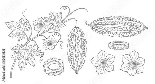 Line art illustration of bitter melon plant elements including fruits, leaves, and flowers.