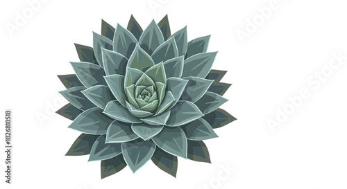 A top-down view of a stylized succulent plant with layered green leaves.