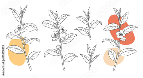 Botanical illustration of tea branches with leaves and flowers on abstract colorful shapes.