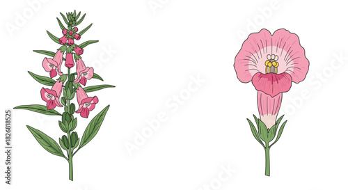 Illustration of a flowering plant with a single bell-shaped flower on the right.