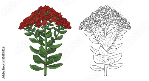 Detailed illustration of a flowering sedum plant with a separate line art version.