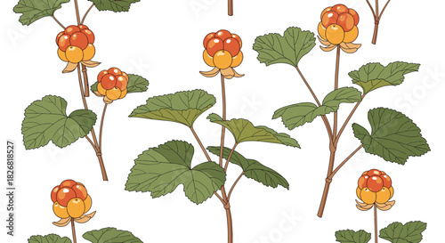Illustration of cloudberry plants with ripe orange berries and green leaves on a white background.