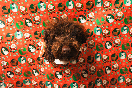 Cute dog poking head through santa christmas wrapping paper