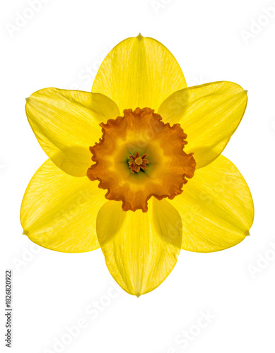 Overhead view of a vibrant yellow flower with a brown central cup, set against black