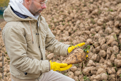 Young farmer, agronomist checking sugar beet harvest, Man working agriculture industry, standing near big pile roots in countryside field, Rural root vegetable farming, sugar production cultivation