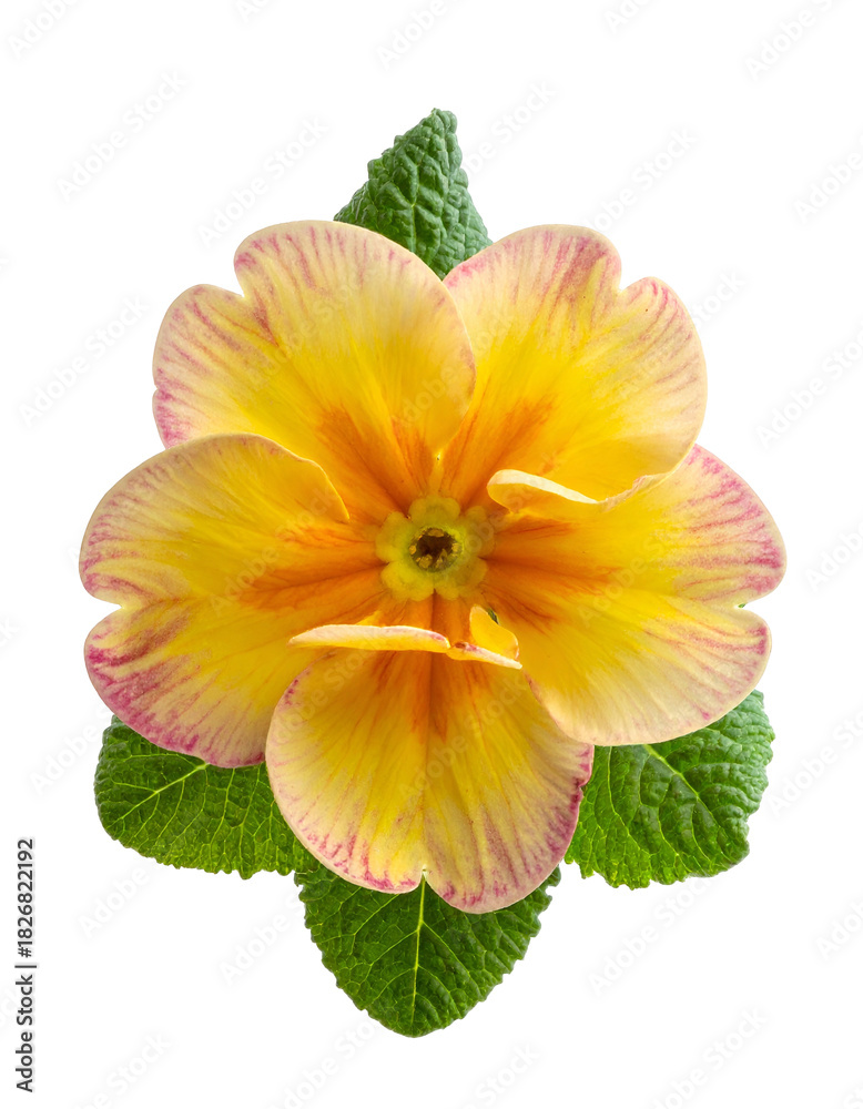 Fototapeta premium Close-up of a vibrant yellow flower with pink edges, green leaves on black background