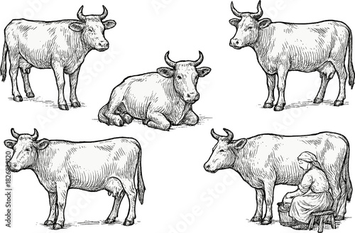 Livestock farming with cows in a rural setting during the day with an emphasis on milk production practices