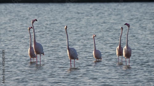 A group of Greater Flamingos standing in the water