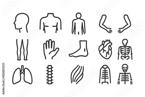 Anatomy Icon Set. Anatomy Icons. Line icon set of Anatomy Icons: head, torso, human silhouette, arms, legs, hand, foot, heart, lungs, spine, muscles, skeleton.