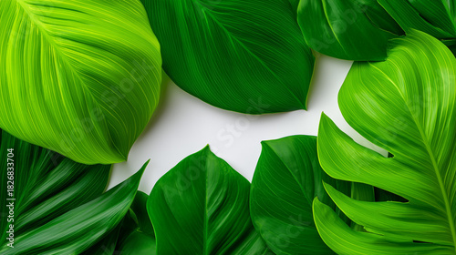 Top View of Green Tropical ...
