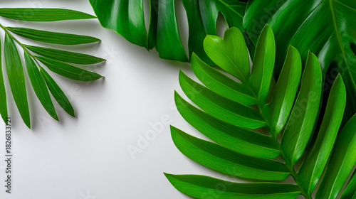 Top View of Green Tropical ...