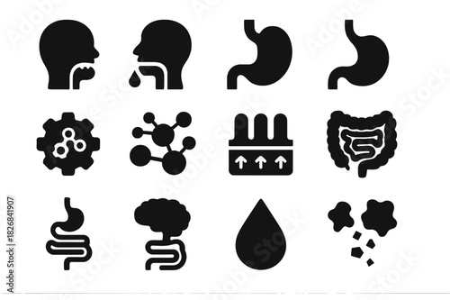 Digestive Process Icons. Digestive process. Solid icon set of Digestive process: chewing, saliva, swallowing, stomach, enzyme icon, nutrient