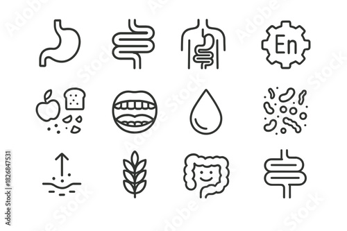 Digestive System Icons. Food Digestion. Line icon set of Food Digestion: stomach, intestines, digestive system diagram, enzyme symbol, food breaking down,