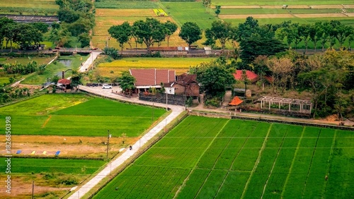 Fototapeta Naklejka Na Ścianę i Meble -  An aerial view of a narrow road passing through vibrant green rice fields and a small cluster of traditional houses in a Javanese village.