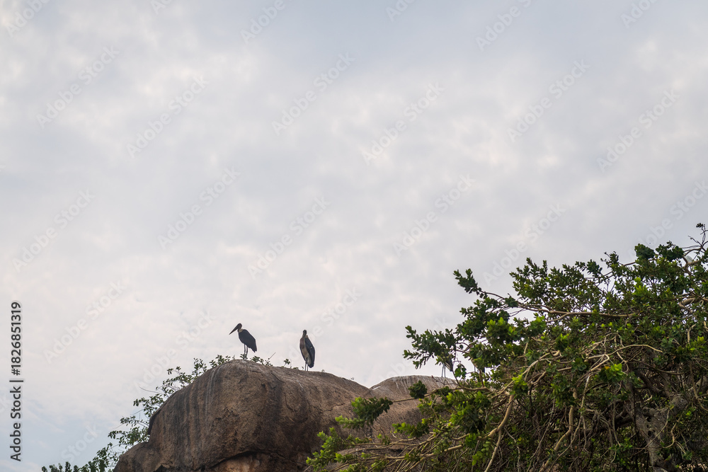 Naklejka premium Telephoto of a Marabou Stork - Leptoptilos crumenifer- sitting on a tree branch near lake Victoria, Tanzania.