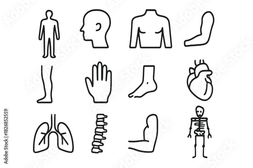 Human Body Icon Set. Human Body Set. Line icon set of Human Body Set: human silhouette, head, torso, arms, legs, hand, foot, heart, lungs, spine, muscles,