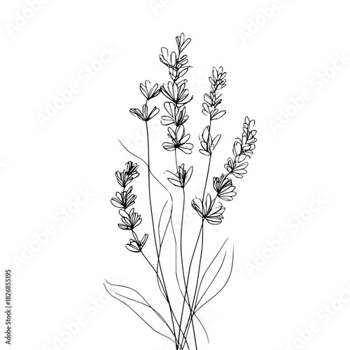 Minimalist black and white line drawing of lavender flower sprig