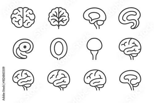 Brain Anatomy Icons. Brain Anatomy. Line icon set of Brain Anatomy: cerebrum, cerebellum, brainstem, hippocampus, amygdala, thalamus, hypothalamus, frontal