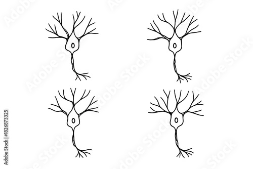 Hand drawn nerve cells or neurons illustrating the basic structure of the nervous system