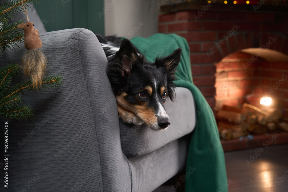 Naklejka premium A Border Collie rests its head on a gray armchair near a lit fireplace. The cozy interior includes festive decor and warm tones.