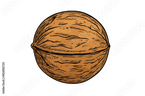 Whole walnut in textured shell rendered in vintage woodcut style isolated on white background