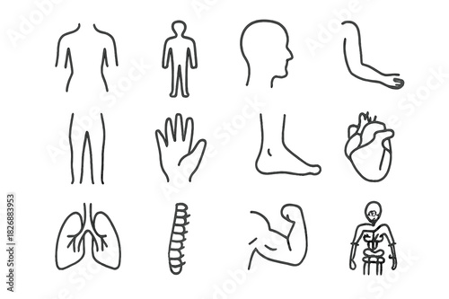 Human Body Icons. Human Body Icons. Line icon set of Human Body Icons: torso, human silhouette, head, arms, legs, hand, foot, heart, lungs, spine, muscles,