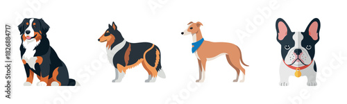 Illustration of four dog breeds on white background: bernese, collie, greyhound, french bulldog