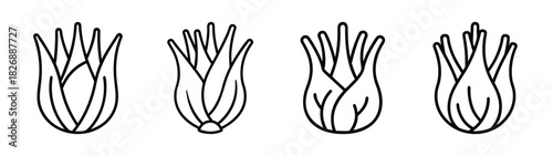 Chicory root vegetable illustration vector drawing for food ingredient and plant identification guide