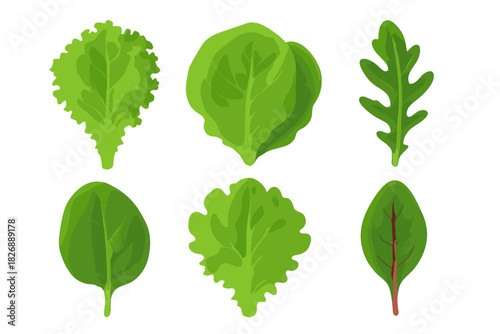 Various types of fresh healthy green salad leaves and cooking herbs