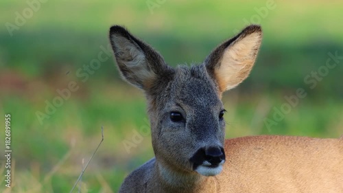 Close-up of a young male roe deer eating green grass while facing the camera lens on a sunny autumn day.