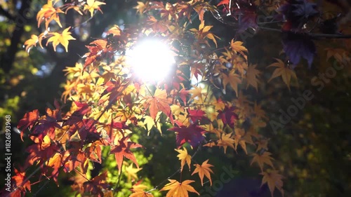 紅葉したもみじの奥にきらめく太陽