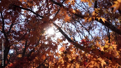 紅葉したもみじの奥にきらめく太陽