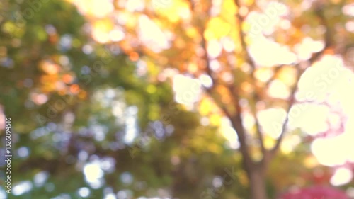 紅葉した秋の景色　ピンボケイメージ