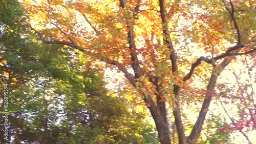 紅葉した秋の景色