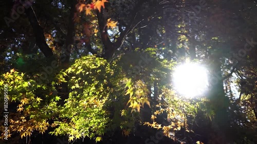 青もみじの奥にきらめく太陽