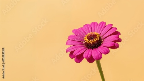 Pink flower bloom against a beige background. Close-up of the vibrant flower. Nature and floral beauty. The concept of botany and natural aesthetics.