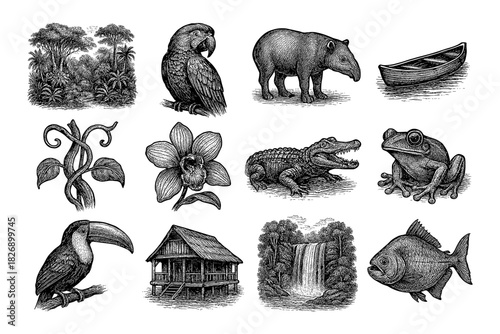 Tropical wildlife: hand drawn jungle animals, plants, and scenes